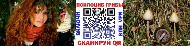 Галлюциногенные грибы Cubensis Кандалакша